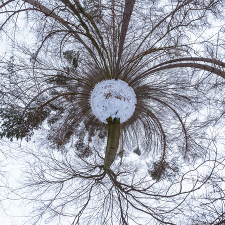360 degrees panorama little planet in the winter beech and oak forest