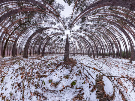 Ultra wide winter panorama in birch and pine forest with a dominant tree