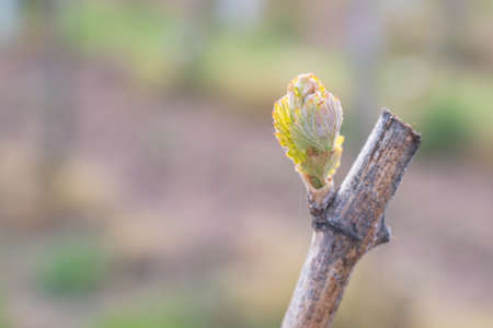 In the spring, vine shoots begin to grow in the vineyard