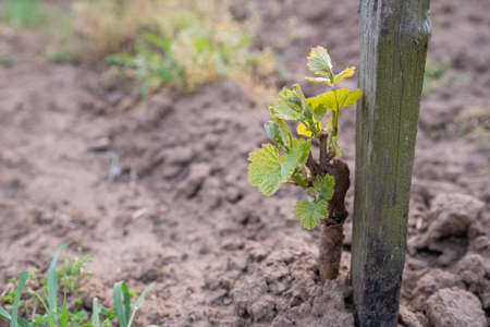 In the spring, the shoots of young vine seedling begin to grow in the vineyardの写真素材