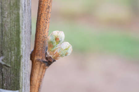 In the spring, vine shoots begin to grow in the vineyardの写真素材