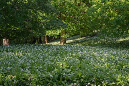 Blooming bear garlic in the forest in the national park