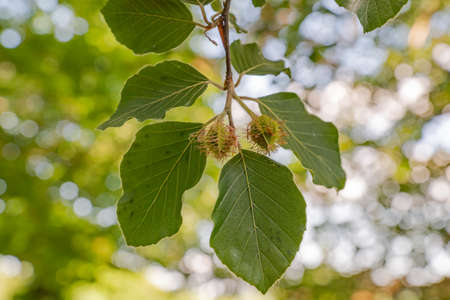 European beech (Fagus sylvatica) has a new sprout with a fruit.