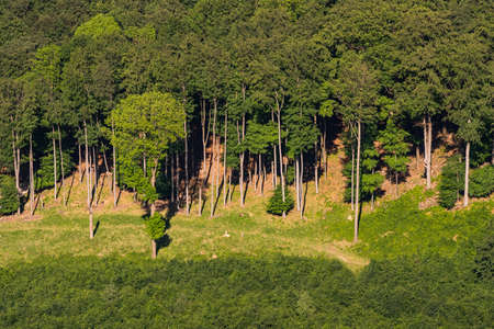 View of the sunlit edge of the forest