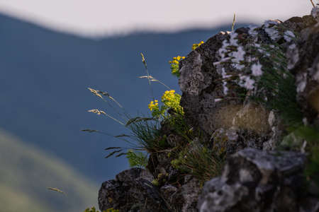 Yellow flowers growing in the rock