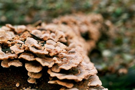 mushrooms up the treeの写真素材