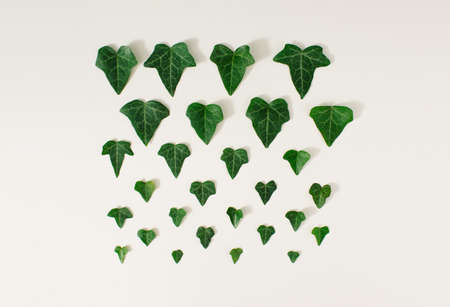 Fresh green leaves lined up on a white background. Minimal concept.