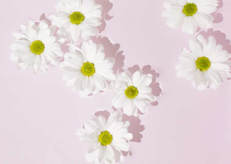 White marguerite daisies flowers in bloom floating on water surface against pink background.