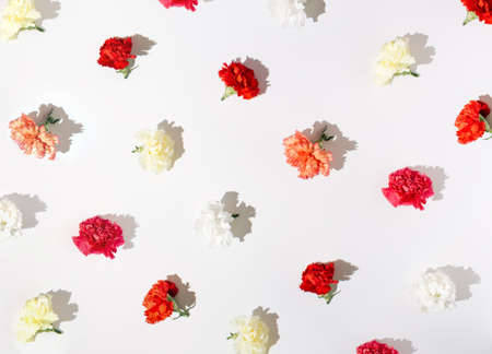 Pattern with white, yellow, pink and red carnation flowers aligned on white background.の写真素材