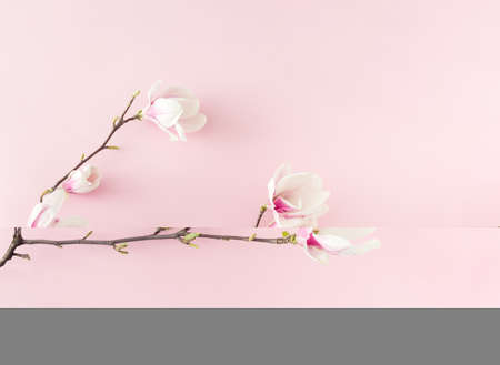 Branch of pink magnolia flowers on pink background. Flat lay.