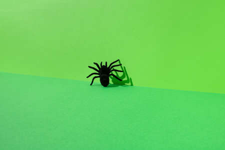 Black spider on green background.