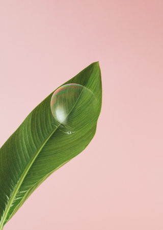 Fresh green leaf with soap bubble. Nature foliage background. Minimal concept. Copy space.