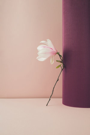 Fresh magnolia flower in bloom leaning agains purple corrugated cardboard column. Minimal spring concept.の写真素材