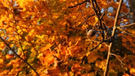 a fruit seed on the tree branch in danube coastの写真素材