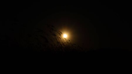 the reed is blowing on the wind background of the sun.の写真素材