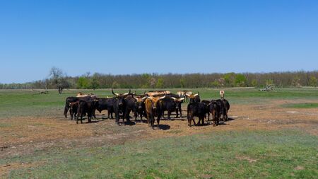 Aurochs and wild horses stand in the field in the Hortobagy National Park in Hungary.の写真素材
