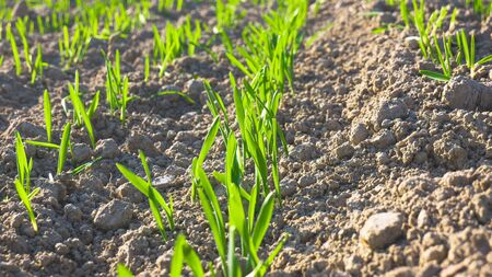 Young wheat plants growing in the field. Green nature. Plant growth. Organic leaf. Farming scene....