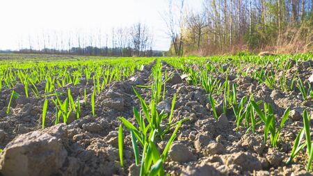 Young wheat plants growing in the field. Green nature. Plant growth. Organic leaf. Farming scene. Rural field on farm land in spring. Rows on a wheat field.の写真素材