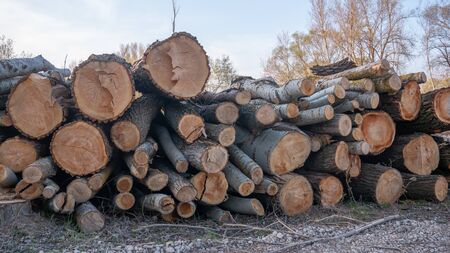 A pile of cut wood stump. Pile stacked natural sawn wooden.