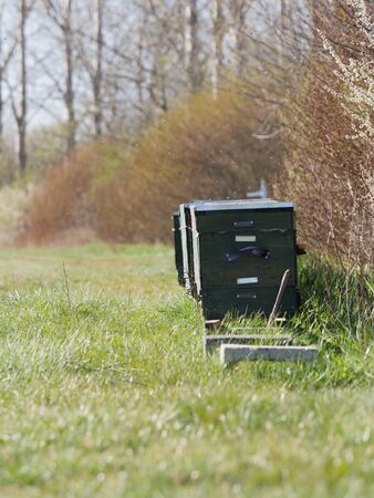 Bee hives from the side with bees.の写真素材