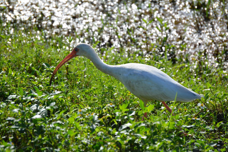 The ibis looking for food in swamp, Florida.の写真素材