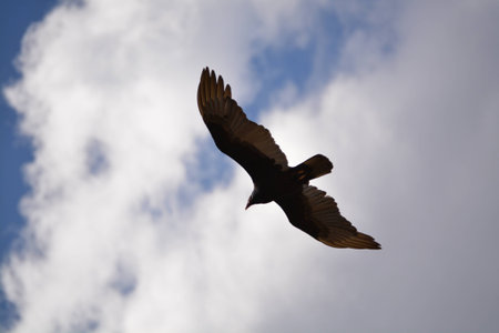 The silhouette of the vulture in the sky, during the hunt.の写真素材