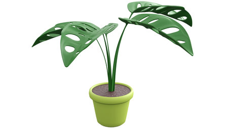 3D Cheese Plant is a species of flowering plant native to tropical forestsの写真素材