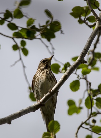 blackbirdの写真素材