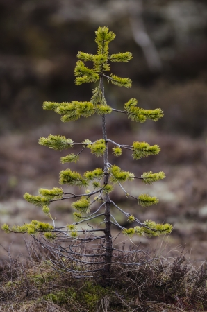tree