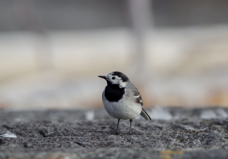 White wagtailの写真素材