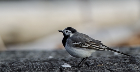 White wagtailの写真素材