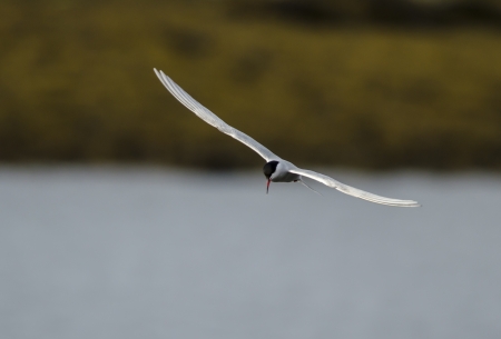 arctic tern