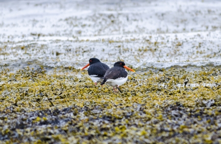 The Eurasian Oystercatcher の写真素材