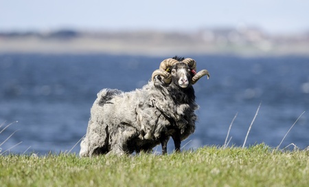 northern sheepの写真素材