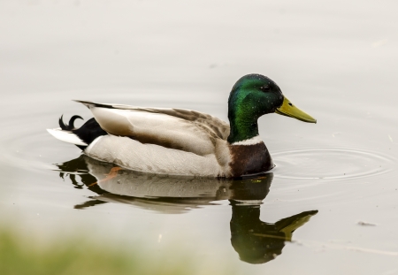 wild duck on leirfoss damの写真素材
