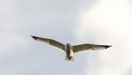 seagull