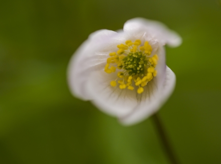 flowerの写真素材