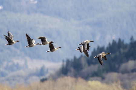 duckの写真素材