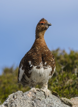 Willow Ptarmiganの写真素材