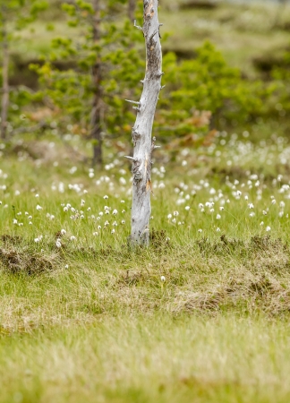 treeの写真素材