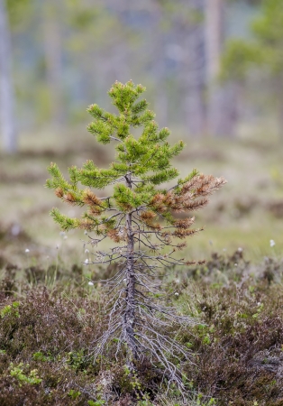 treeの写真素材