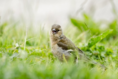 sparrowの写真素材