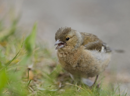 sparrowの写真素材