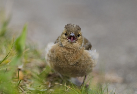 sparrowの写真素材