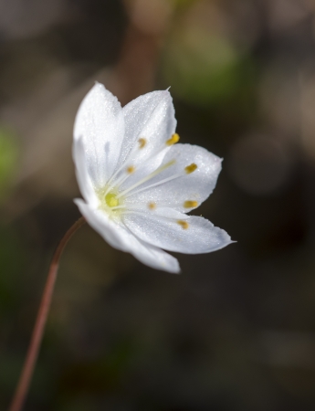 white flowerの写真素材