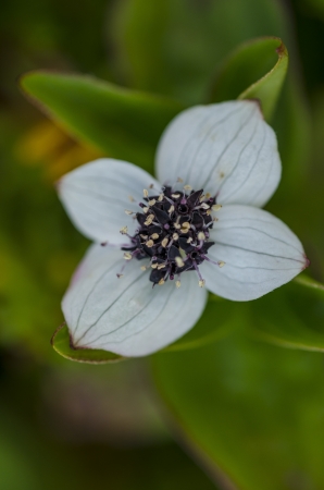 white flowerの写真素材