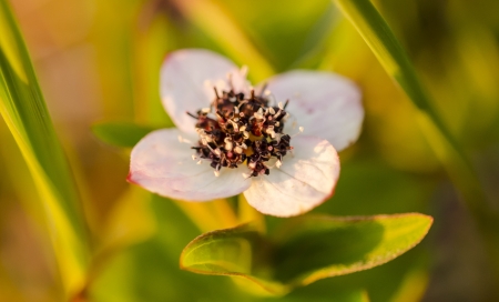 white flower