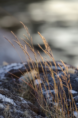 grassの写真素材