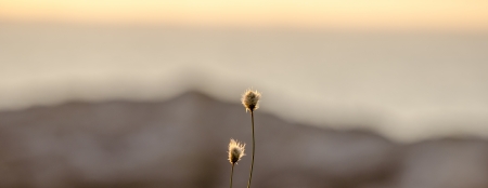 plantの写真素材