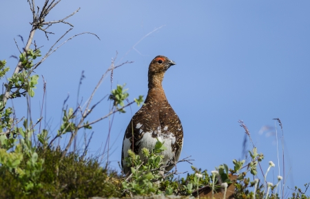 Willow Ptarmiganの写真素材